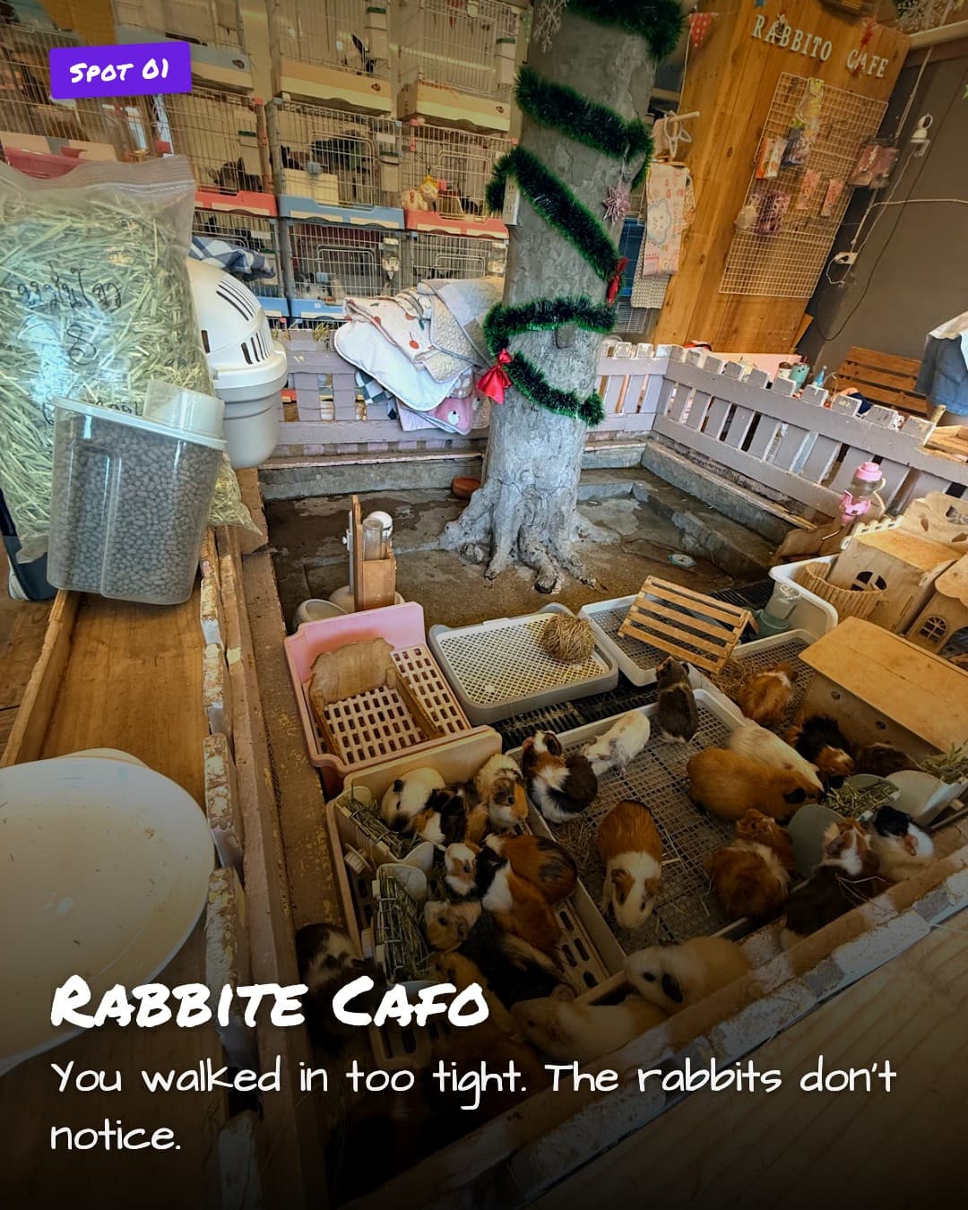 Rabbite Cafo, rabbit enclosure