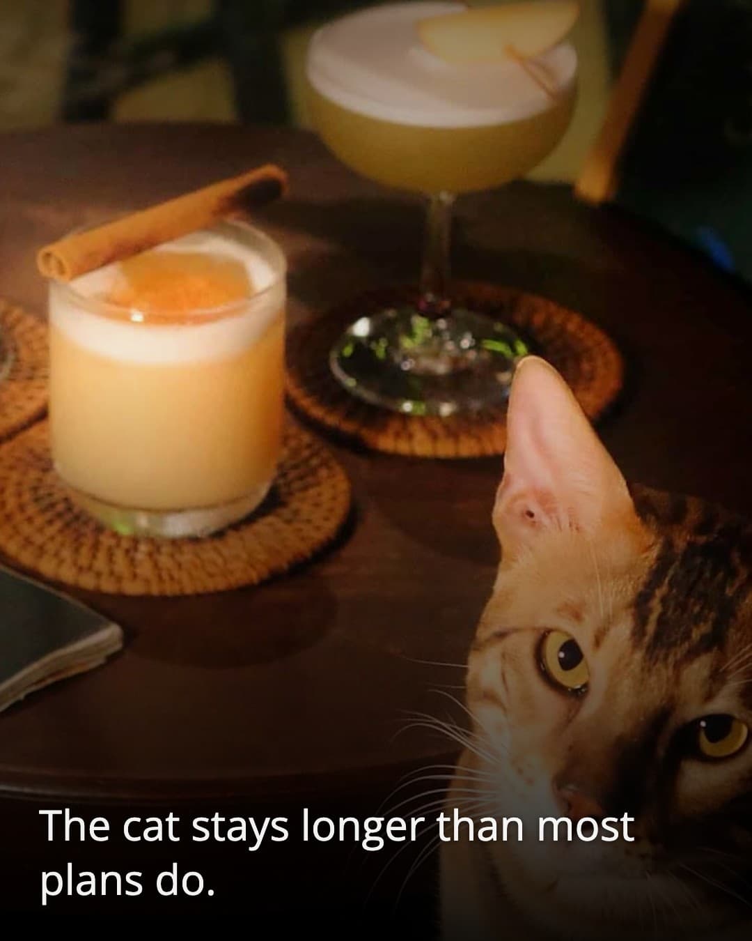 Glass Half Full Bar house cat
